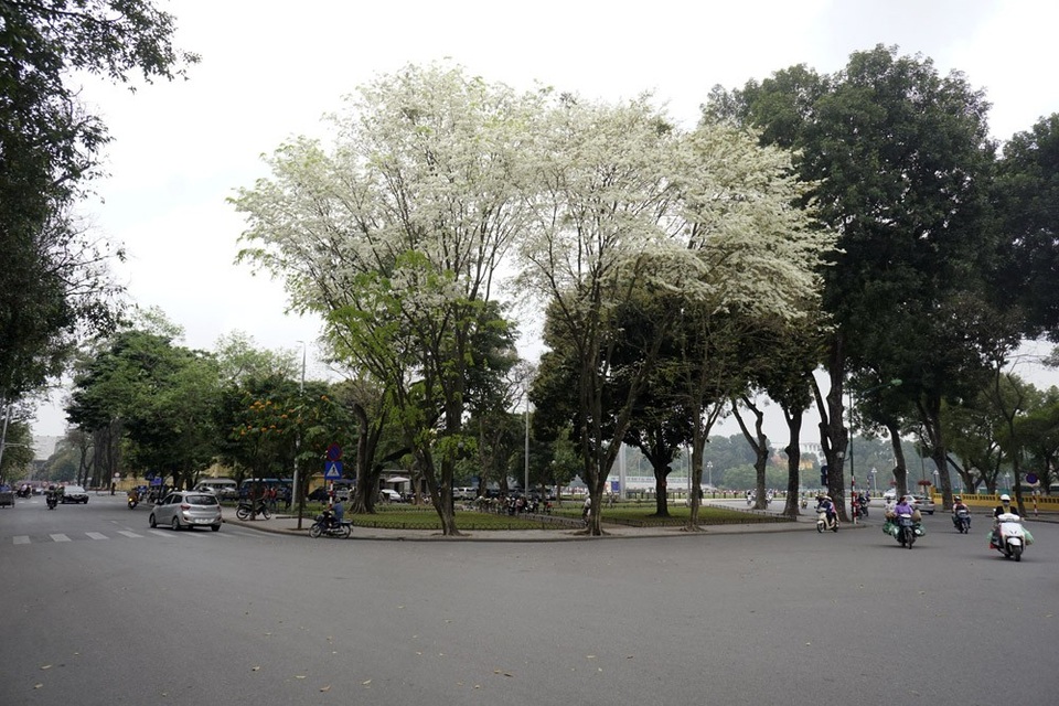 Hà Nội vào mùa "mây xuống phố" - 4 Hai cây sưa ra hoa nổi bật bên đường Điện Biên Phủ.