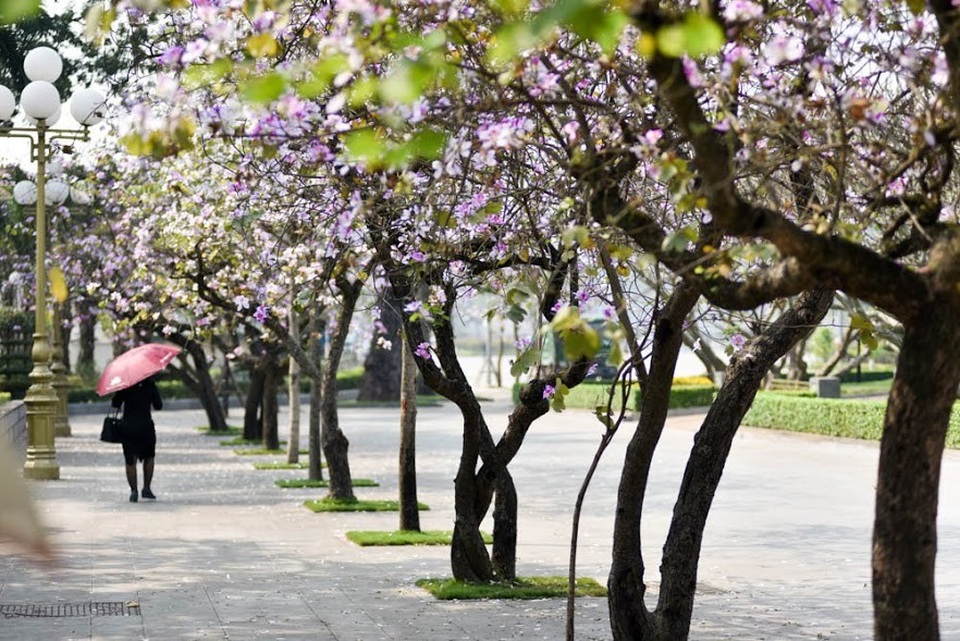 Cả góc phố như sáng bừng giữa tiết trời se lạnh đầu năm nhờ sắc hoa ban Tây Bắc.