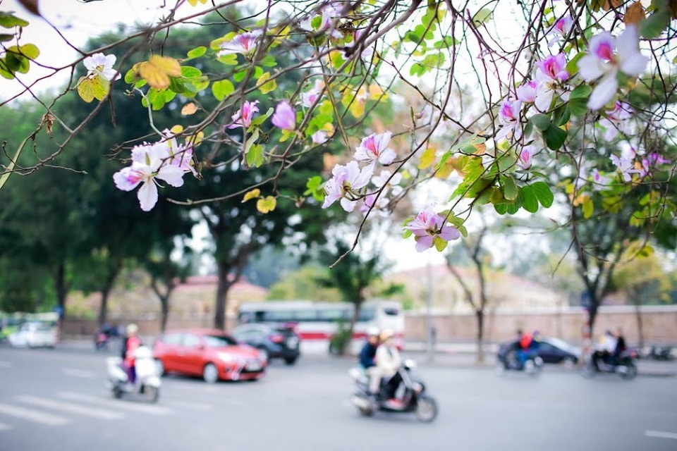 Ở Hà Nội, hoa ban nở đẹp nhất là đường Hoàng Diệu, đường Bắc Sơn, Thanh Niên… Những cánh hoa ban trắng muốt pha sắc tím hồng lãng mạn mang đến hương vị của núi rừng Tây Bắc giữa lòng Thủ đô.