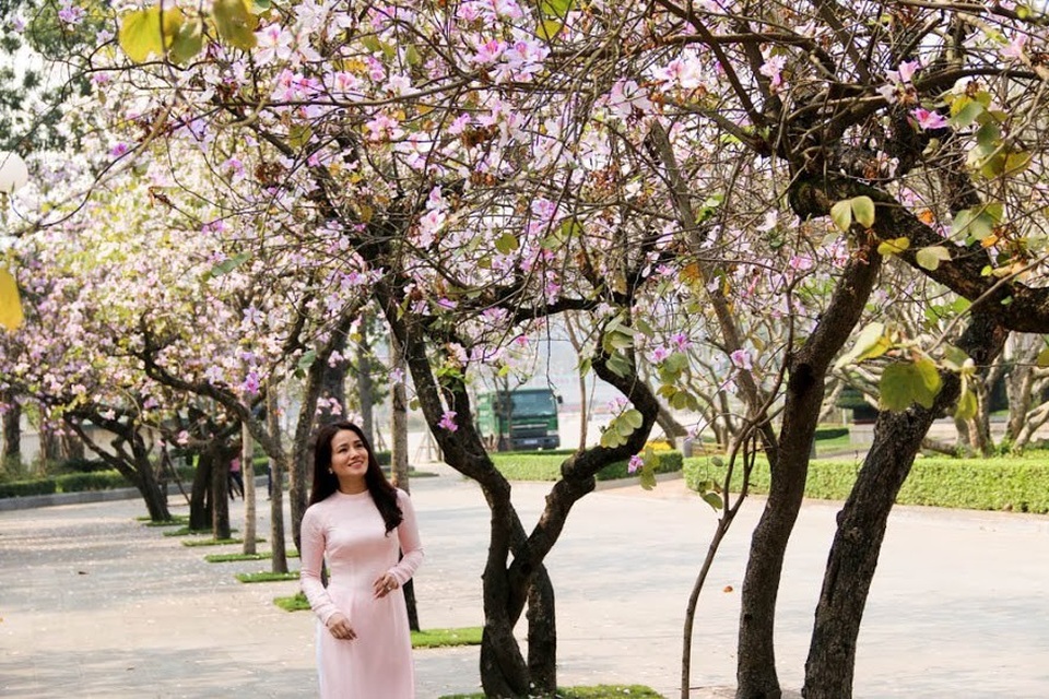 Trong tiếng Thái, “Ban” có nghĩa là “ngọt”, “hoa ban” là “hoa ngọt”, nở rộ đẹp nhất vào cuối tháng 2, đầu tháng 3. Vào thời điểm này, nhiều người yêu thích vẻ đẹp của hoa ban lại tranh thủ ghi lại những bức ảnh làm kỷ niệm.