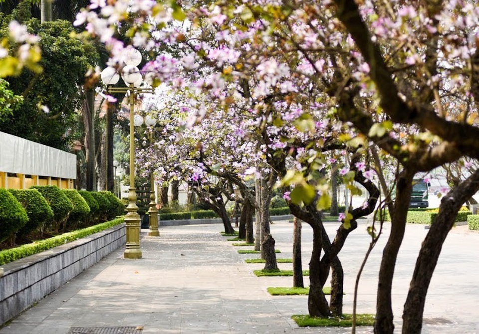 Vào những ngày đầu tháng 3, nhiều tuyến phố ở Hà Nội lại bung nở rực rỡ sắc tím của hoa ban Tây Bắc. Loài hoa mang hương vị núi rừng mang đến cho Thủ đô vẻ đẹp lãng mạn, dịu dàng trong những ngày đầu xuân…