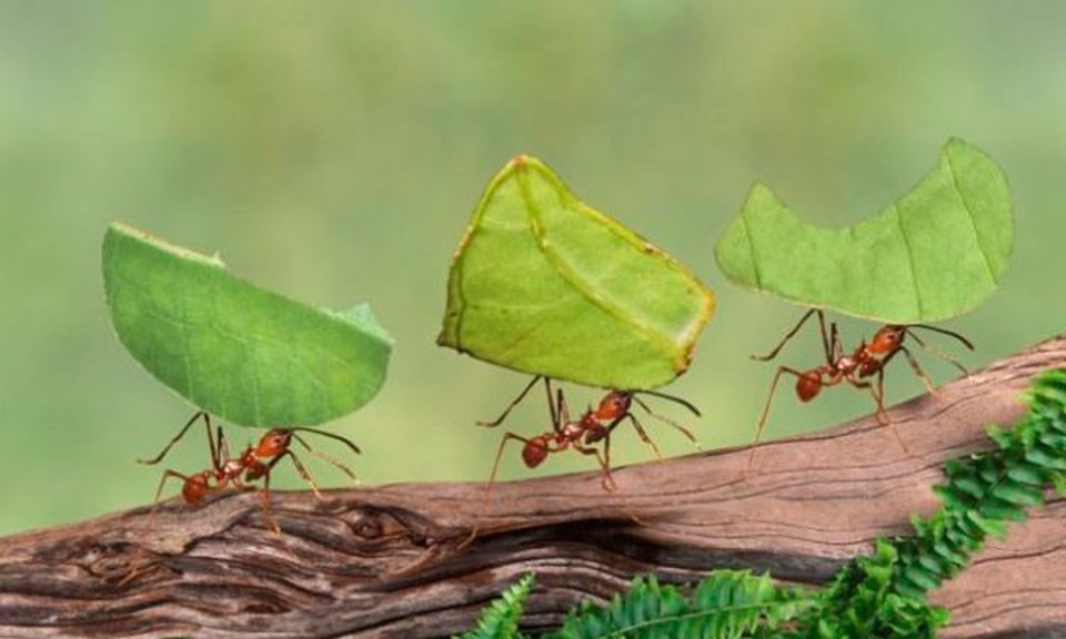 7 điều tôi học được từ kiến - 1 7 điều tôi học được từ kiến - 1