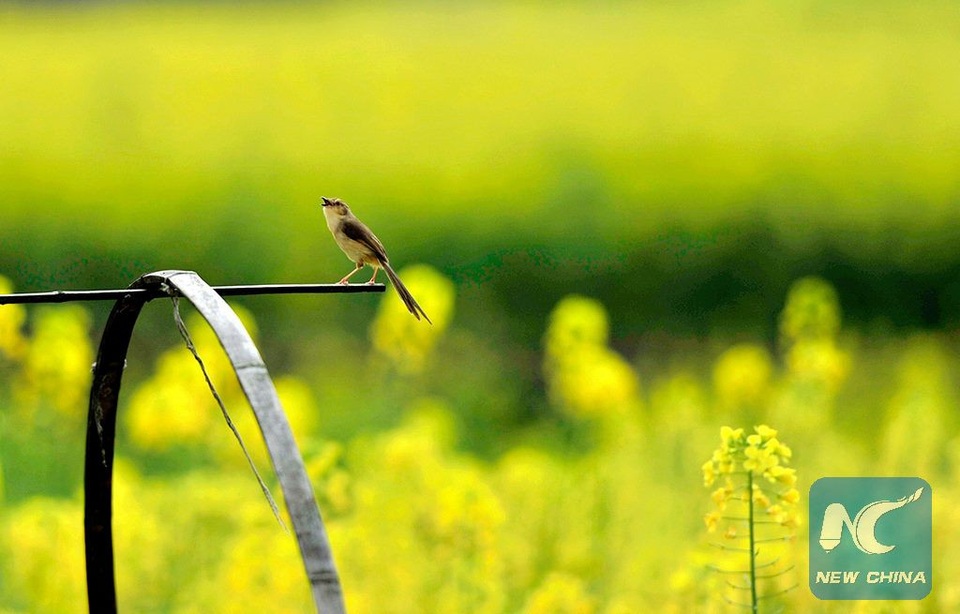 Mãn nhãn mùa hoa xuân tuyệt đẹp ở Trung Quốc - 2