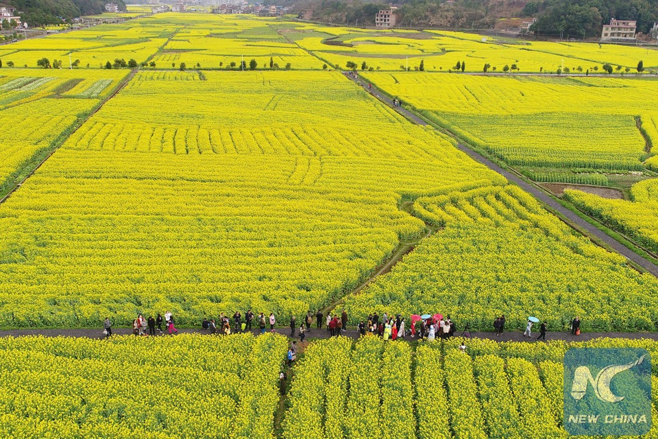 Mãn nhãn mùa hoa xuân tuyệt đẹp ở Trung Quốc - 7