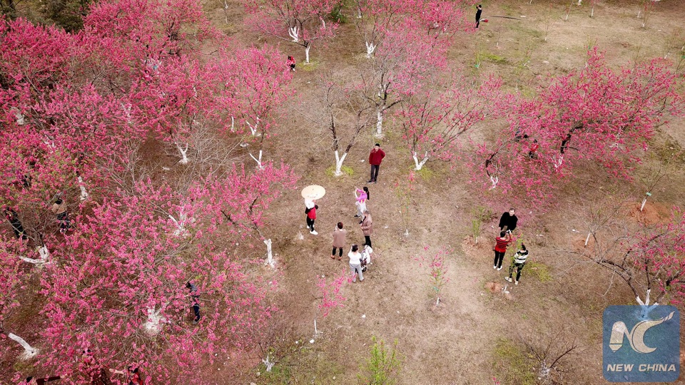 Mãn nhãn mùa hoa xuân tuyệt đẹp ở Trung Quốc - 8