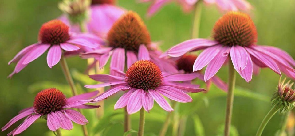 7 kháng sinh hiệu quả trong tự nhiên - 2
Từ lâu hoa cúc tím (Echinacea) đã được sử dụng để điều trị nhiễm trùng
