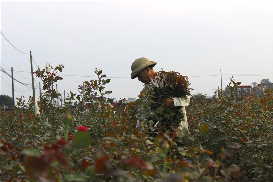 Làng hoa Tây Tựu trầm lắng dù cận ngày Quốc tế Phụ nữ 8.3 - 1