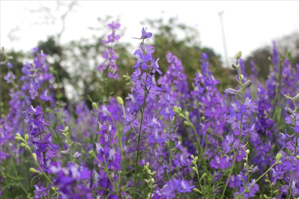 Làng hoa Tây Tựu trầm lắng dù cận ngày Quốc tế Phụ nữ 8.3 - 2