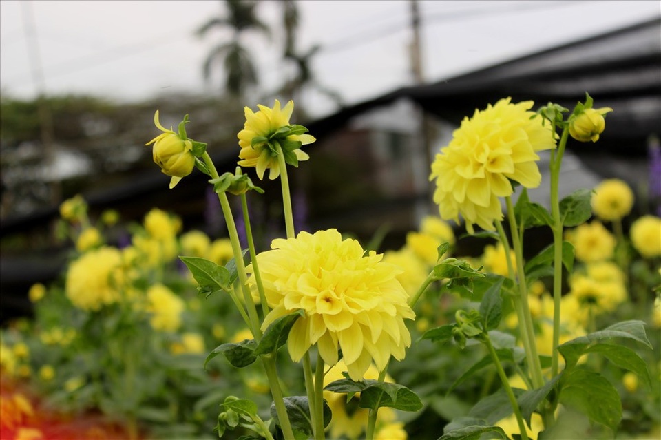 Làng hoa Tây Tựu trầm lắng dù cận ngày Quốc tế Phụ nữ 8.3 - 3