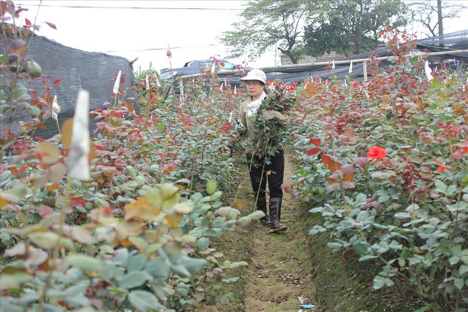 Làng hoa Tây Tựu trầm lắng dù cận ngày Quốc tế Phụ nữ 8.3 - 5
