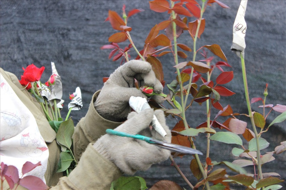 Làng hoa Tây Tựu trầm lắng dù cận ngày Quốc tế Phụ nữ 8.3 - 6