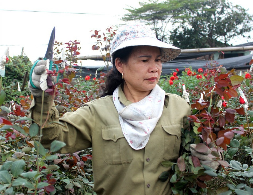Làng hoa Tây Tựu trầm lắng dù cận ngày Quốc tế Phụ nữ 8.3 - 7