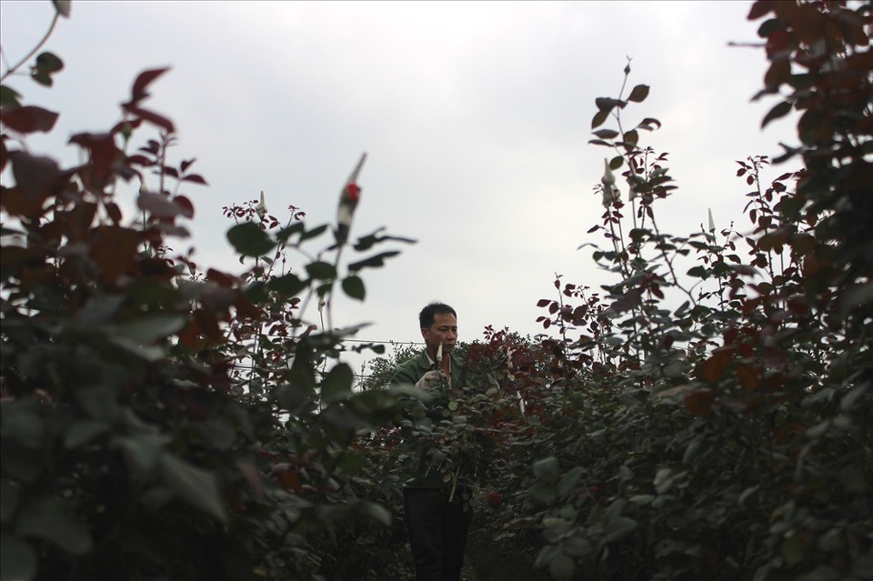 Làng hoa Tây Tựu trầm lắng dù cận ngày Quốc tế Phụ nữ 8.3 - 8