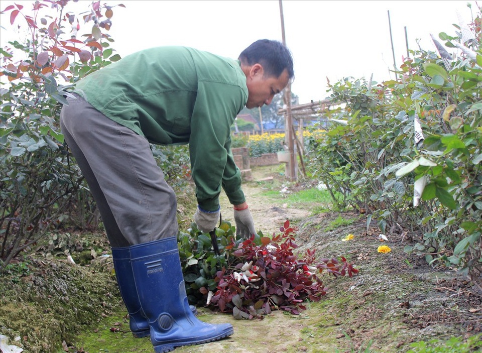 Làng hoa Tây Tựu trầm lắng dù cận ngày Quốc tế Phụ nữ 8.3 - 9