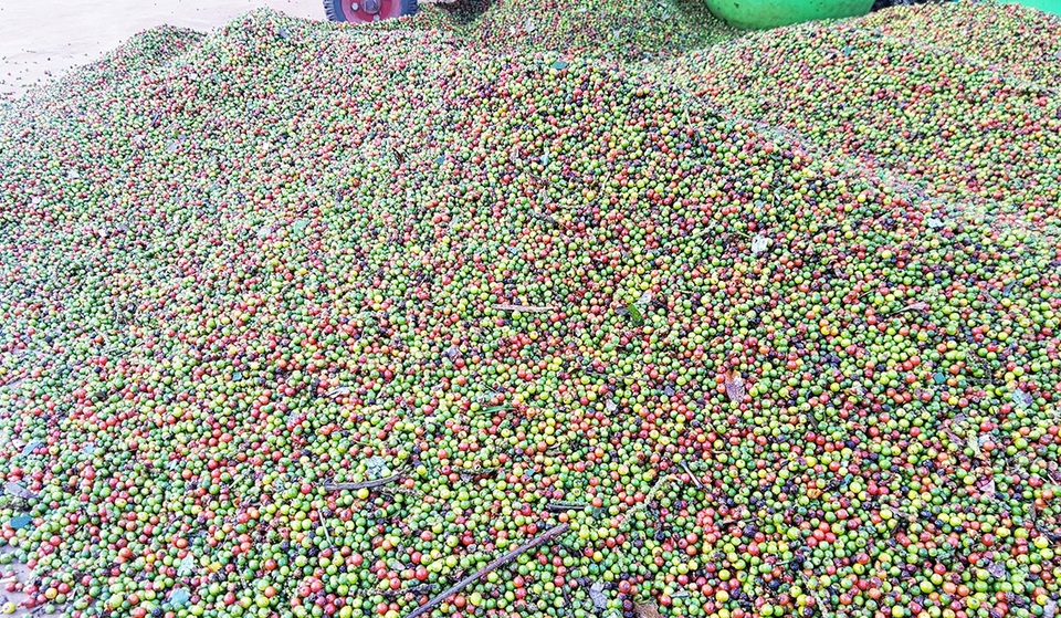 Bà Rịa - Vũng Tàu: Nông dân lao đao vì tiêu rớt giá thảm - 1 Giá tiêu rớt thảm, còn khoảng hơn 60.000 đồng/kg