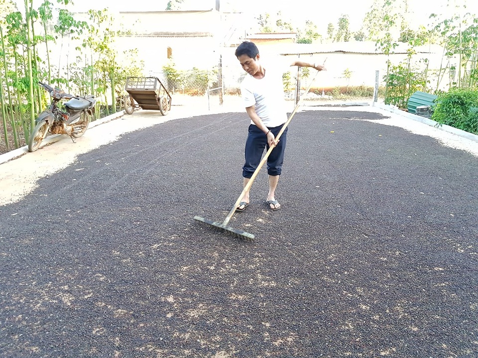 Bà Rịa - Vũng Tàu: Nông dân lao đao vì tiêu rớt giá thảm - 2 Anh Ba cho biết năm nay gia đình anh thua lỗ nặng vì đầu tư quá nhiều vào tiêu.