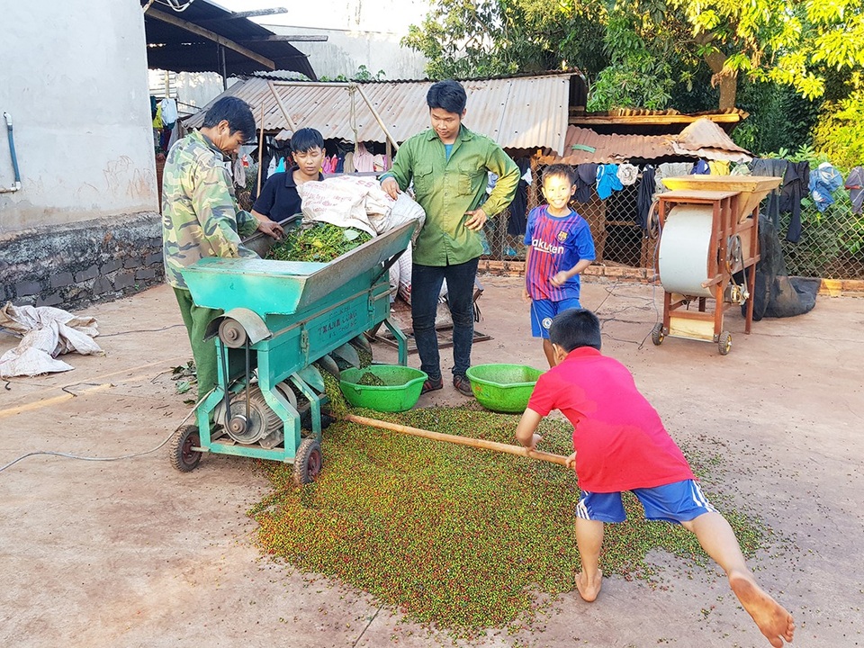 Bà Rịa - Vũng Tàu: Nông dân lao đao vì tiêu rớt giá thảm - 4 Người dân buồn bã vì giá tiêu không đủ trang trải kinh phí trả nợ tiền chăm sóc.