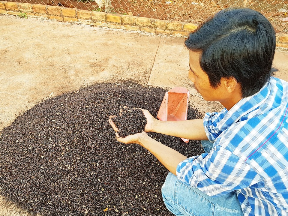 Bà Rịa - Vũng Tàu: Nông dân lao đao vì tiêu rớt giá thảm - 3 Bà Rịa - Vũng Tàu: Nông dân lao đao vì tiêu rớt giá thảm - 3