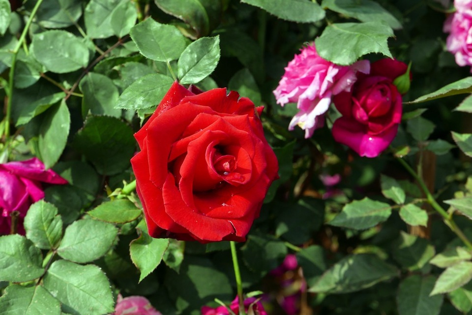 Xem hoa khoe sắc tại lễ hội hoa hồng Bulgaria ở Hà Nội - 11