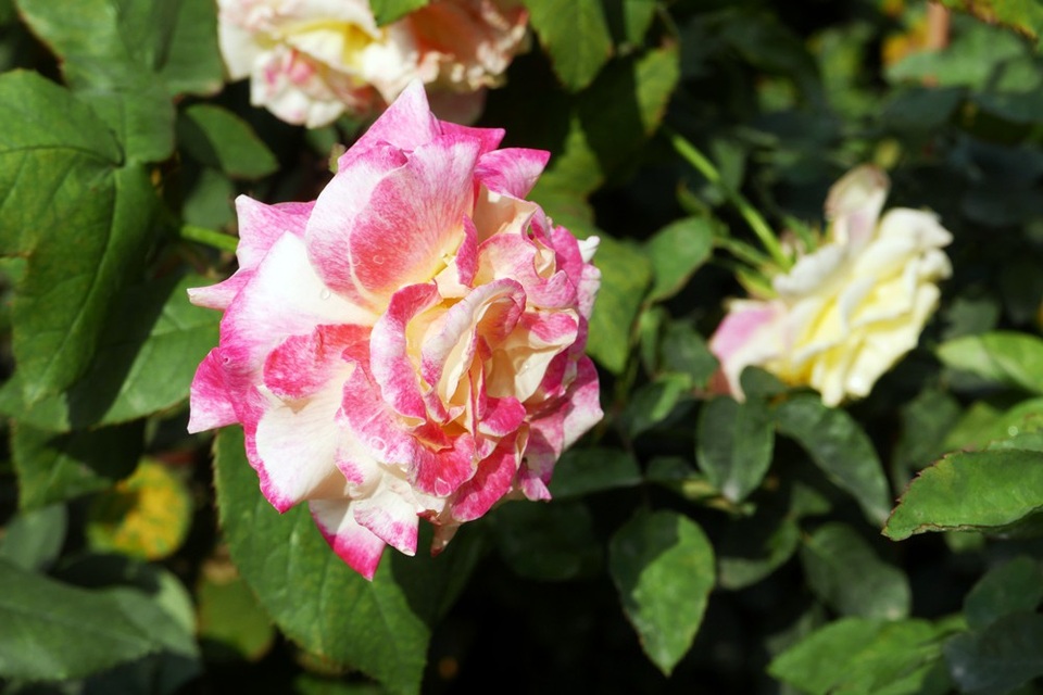 
Để chuẩn bị cho lễ hội, hơn 1.000 cây hoa hồng Bulgaria được nhập khẩu về Việt Nam, sau đó được Viện Di truyền giống - Bộ Nông Nghiệp - chăm sóc để cây ra hoa.
