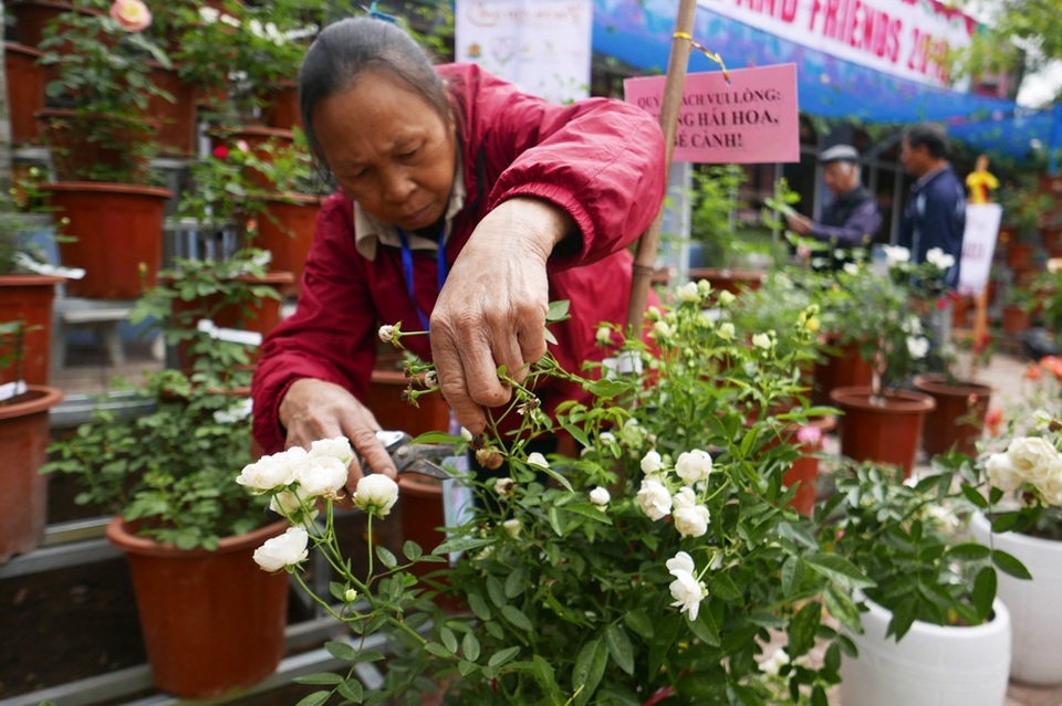 
Các cây hoa cũng được chăm sóc liên tục trong suốt những ngày trưng bày. Lễ hội hoa hồng sẽ kéo dài tới ngày 11/3.
