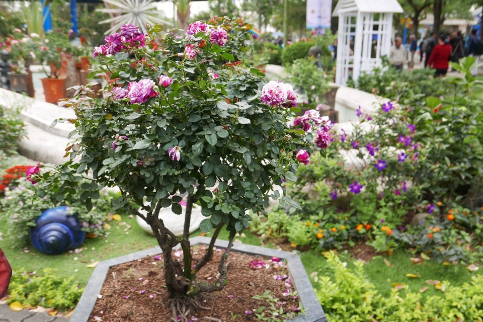 
Theo giới thiệu của ban tổ chức, lễ hội quy tụ hàng nghìn giống hồng nhập khẩu từ Bulgaria và các giống hồng Việt Nam. Tuy nhiên, một số khách tham quan chia sẻ, thực tế lễ hội không hoành tráng như kỳ vọng.
