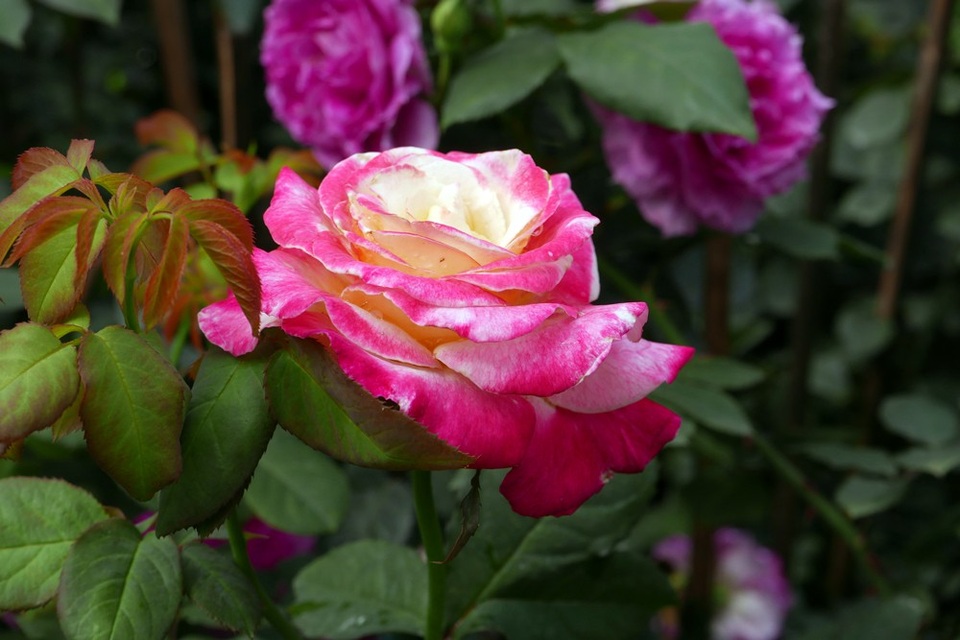 Xem hoa khoe sắc tại lễ hội hoa hồng Bulgaria ở Hà Nội - 8