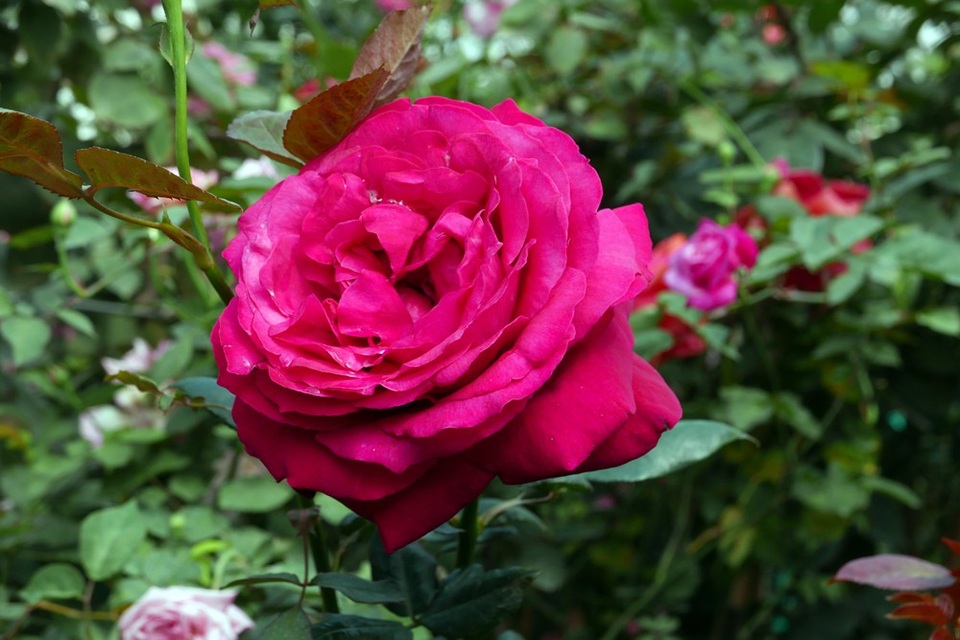 
Ngoài hoa hồng nhập khẩu, lễ hội trưng bày nhiều giống hồng Việt Nam, trong đó có hồng cổ và cây hồng bonsai.
