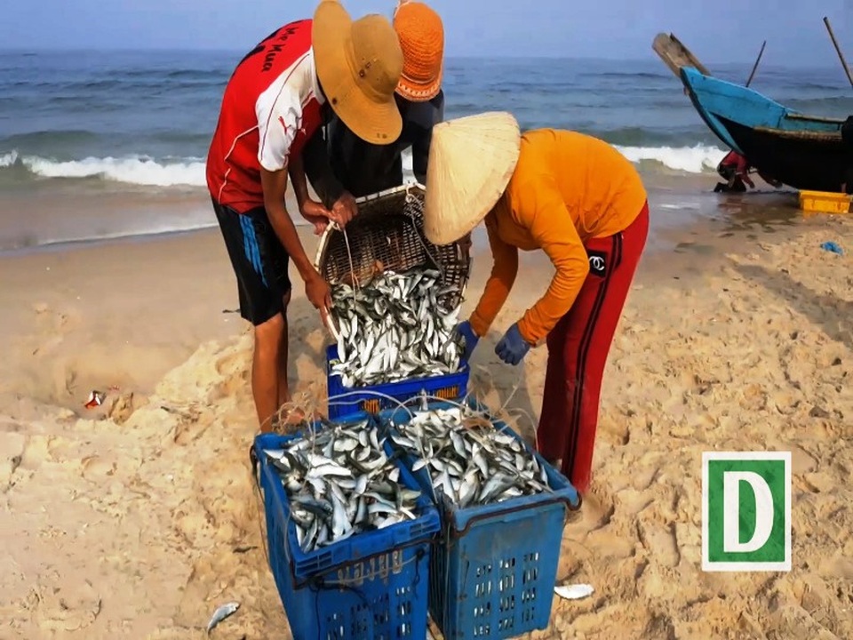 Ngư dân vùng bãi ngang bội thu "lộc biển" đầu năm - 3 Cá trích bán được giá nên ngư dân cảm thấy phấn khởi