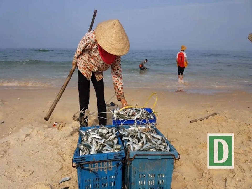 Ngư dân vùng bãi ngang bội thu "lộc biển" đầu năm - 2 Có hộ ngư dân thu nhập hơn 1 tấn cá trích/chuyến biển