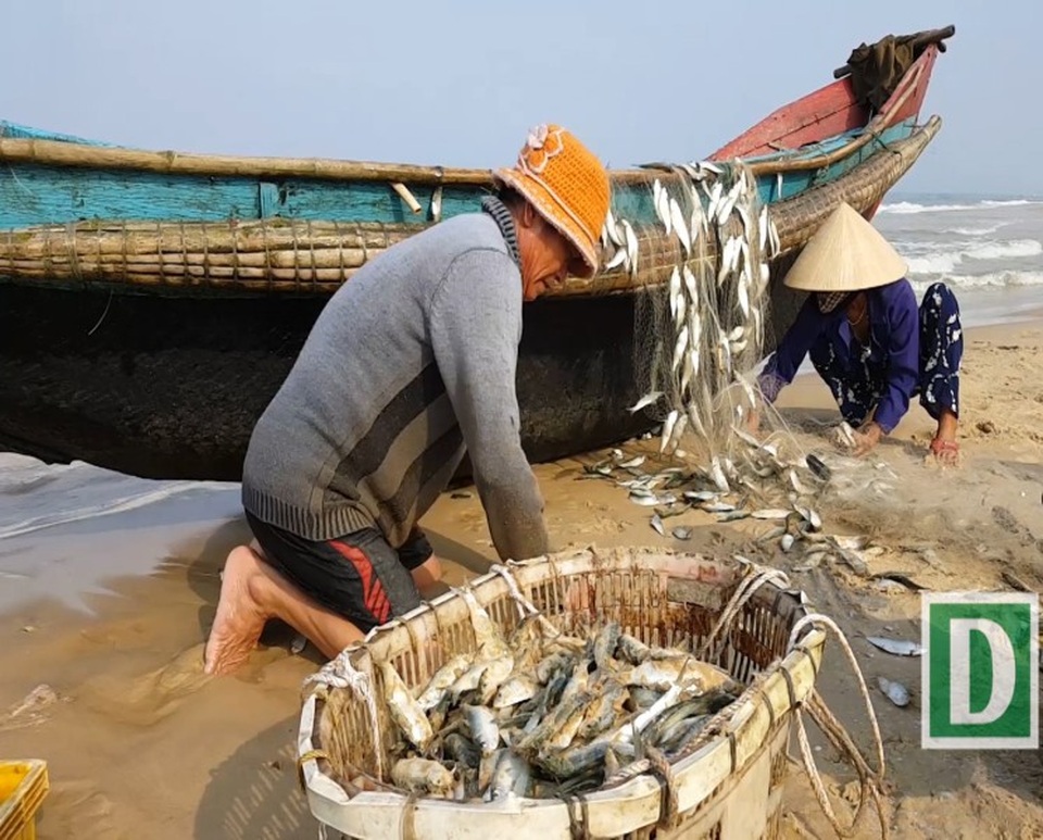 Ngư dân vùng bãi ngang bội thu "lộc biển" đầu năm - 1 Ngư dân vùng bãi ngang Quảng Trị bội thu cá trích