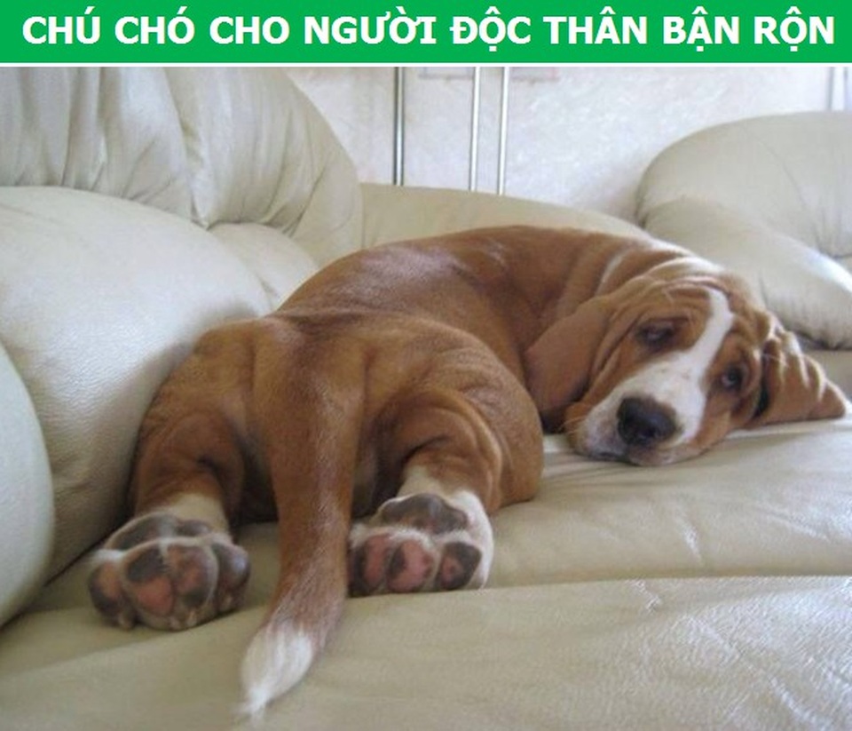 Mách bạn cách chọn giống chó phù hợp với mục đích và điều kiện của gia đình - 3 Mách bạn cách chọn giống chó phù hợp với mục đích và điều kiện của gia đình - 3