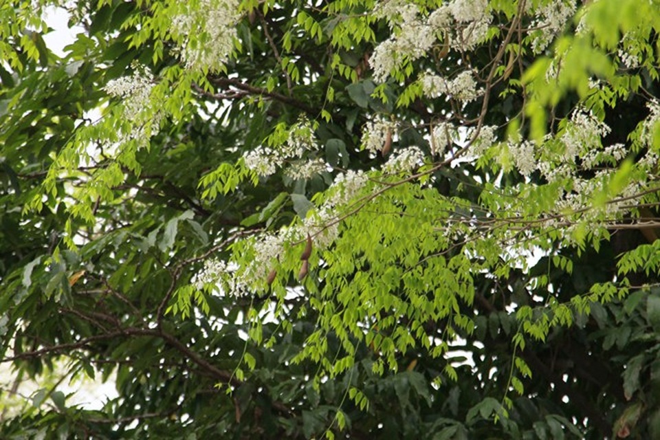 Hà Nội đẹp ngỡ ngàng trong mùa hoa sưa - 1