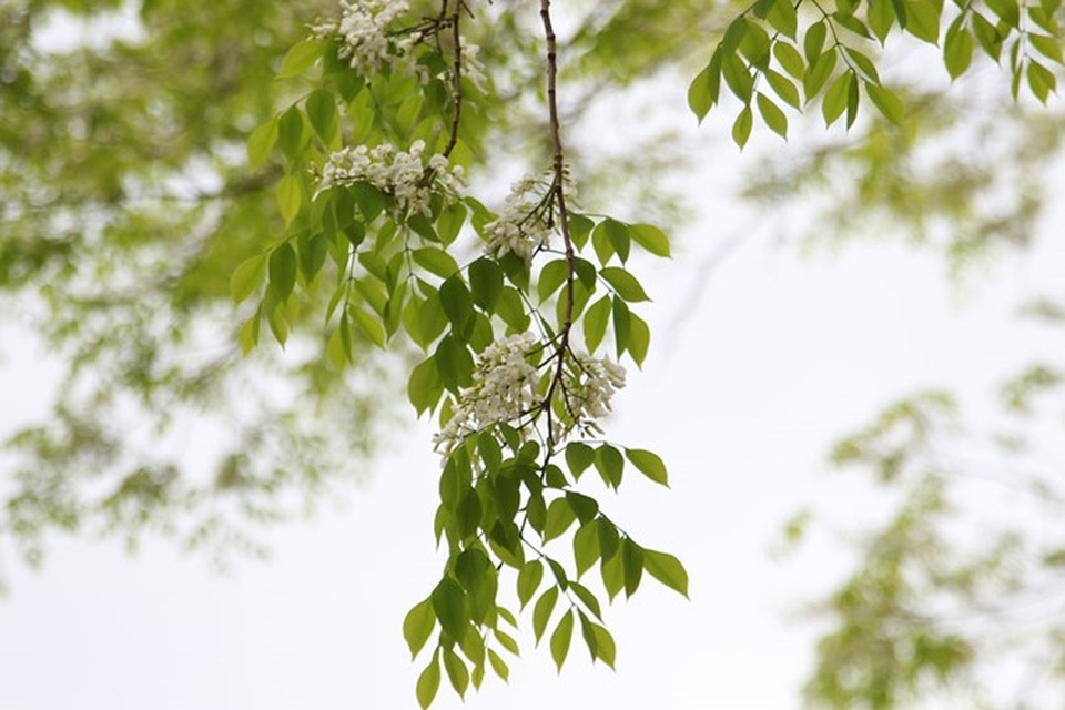Hà Nội đẹp ngỡ ngàng trong mùa hoa sưa - 2