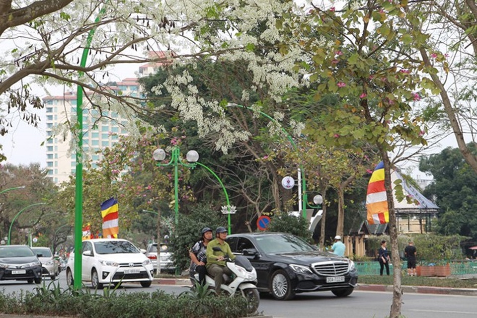 Hà Nội đẹp ngỡ ngàng trong mùa hoa sưa - 3