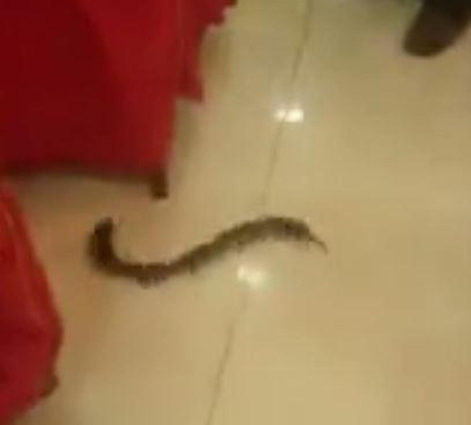 Chuột chơi “rồng rắn lên mây” gây hỗn loạn bữa tiệc nhà hàng - 3 Lẩn vào trong các gầm bàn với tốc độ khá nhanh