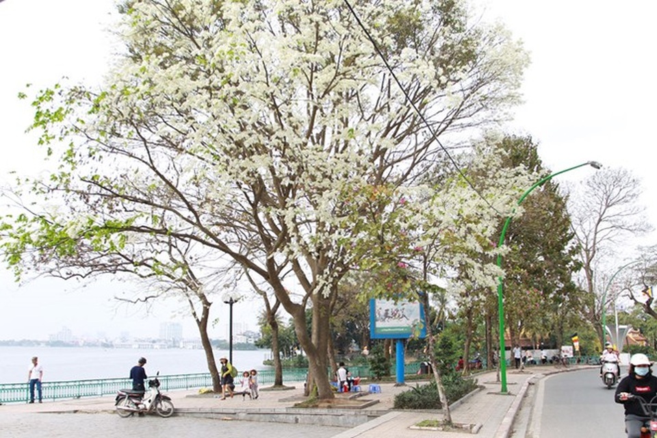 Hà Nội đẹp ngỡ ngàng trong mùa hoa sưa - 4