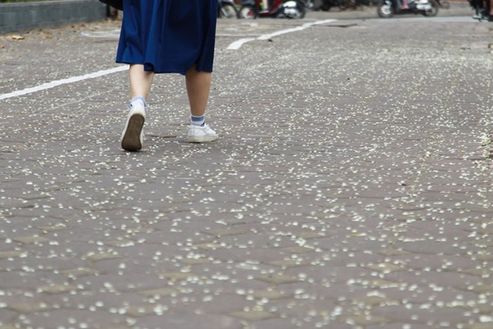 Hà Nội đẹp ngỡ ngàng trong mùa hoa sưa - 6