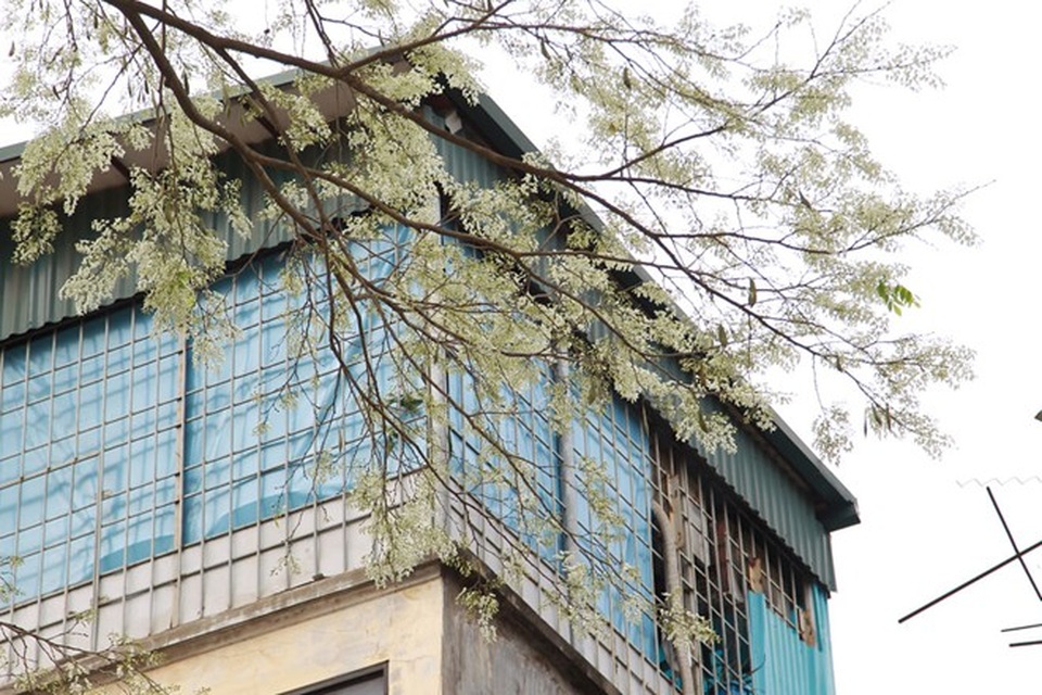 Hà Nội đẹp ngỡ ngàng trong mùa hoa sưa - 7