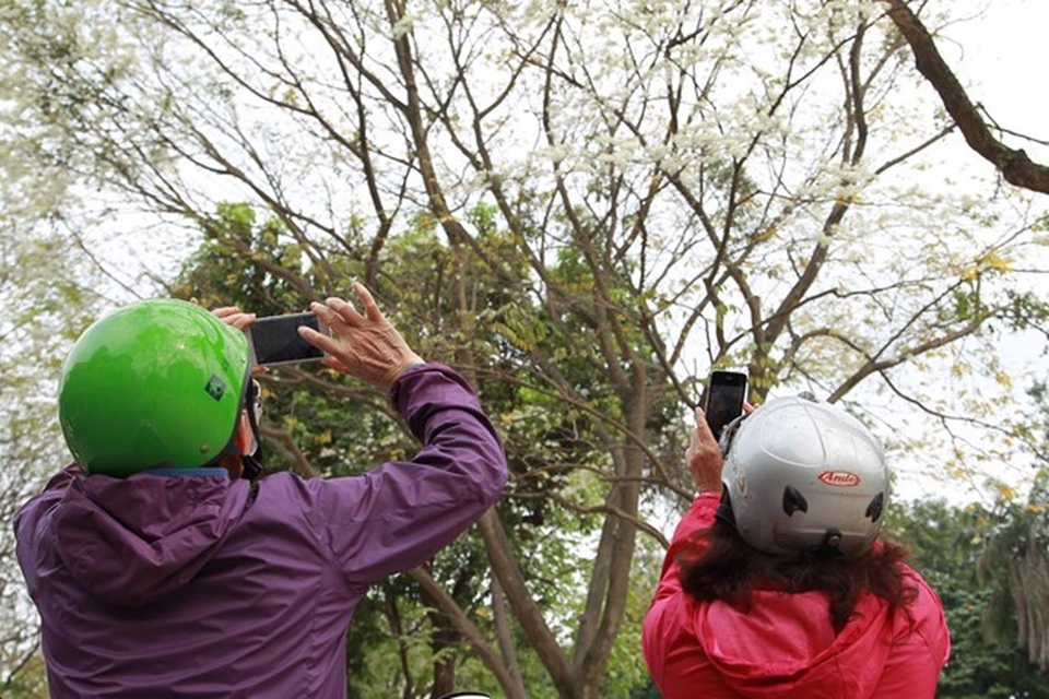 Hà Nội đẹp ngỡ ngàng trong mùa hoa sưa - 8