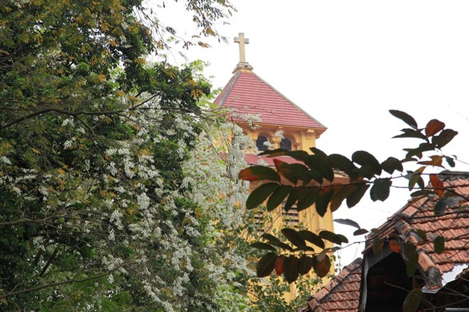 Hà Nội đẹp ngỡ ngàng trong mùa hoa sưa - 9