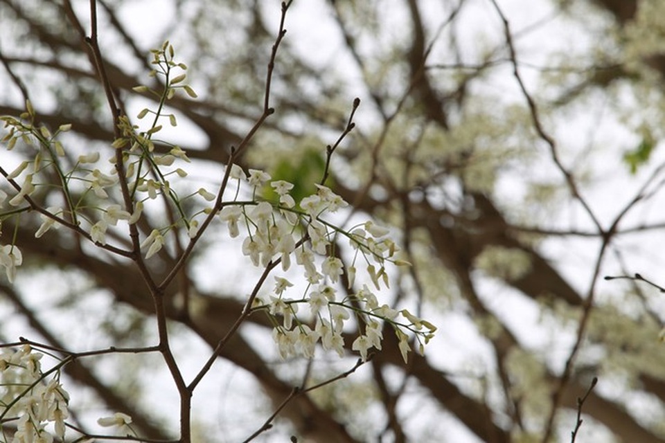 Hà Nội đẹp ngỡ ngàng trong mùa hoa sưa - 10