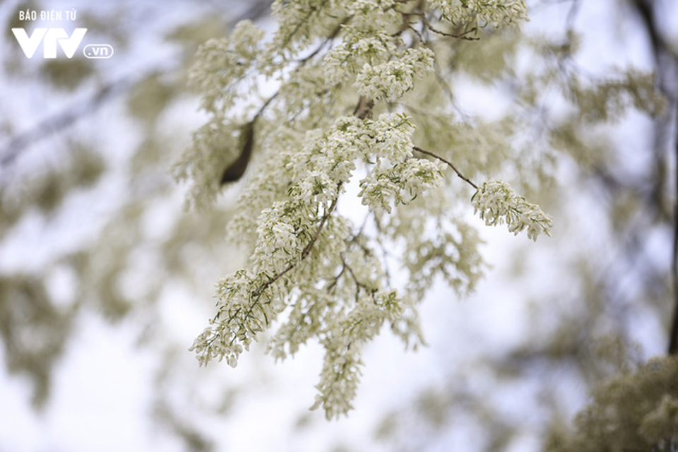 Hà Nội - Có một mùa thay lá cực "tình" - 2
