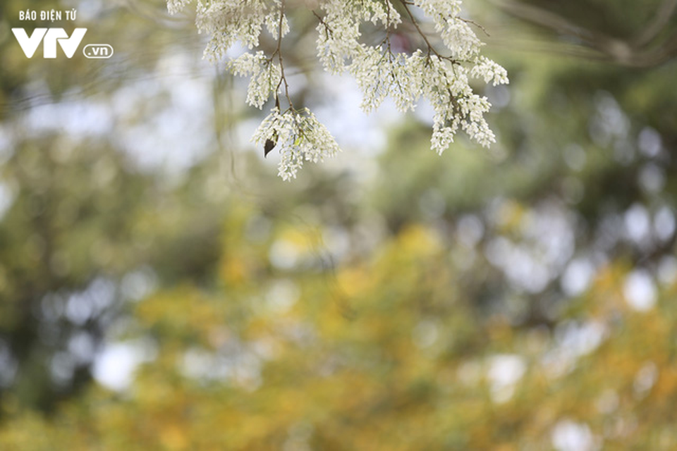 Hà Nội - Có một mùa thay lá cực "tình" - 3