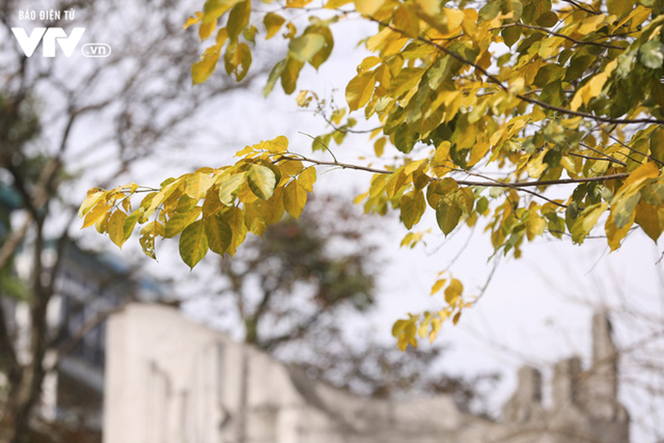 Hà Nội - Có một mùa thay lá cực "tình" - 4