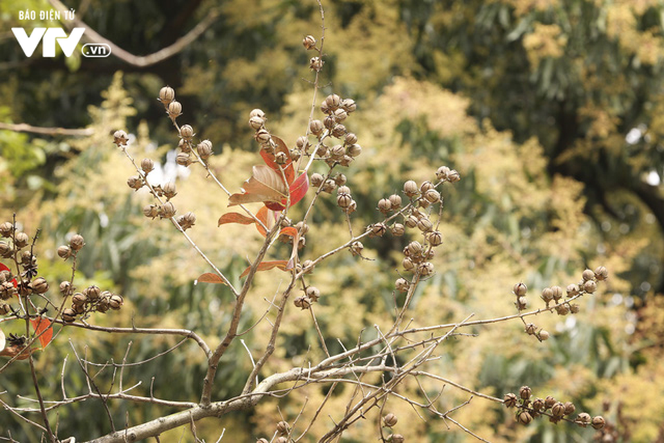 Hà Nội - Có một mùa thay lá cực "tình" - 7