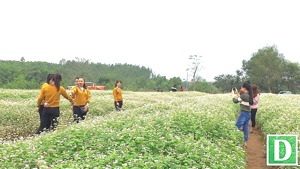 Cánh đồng hoa tam giác mạch ở Nghĩa Đàn - hướng đi mới trong phát triển du lịch Nghệ An.