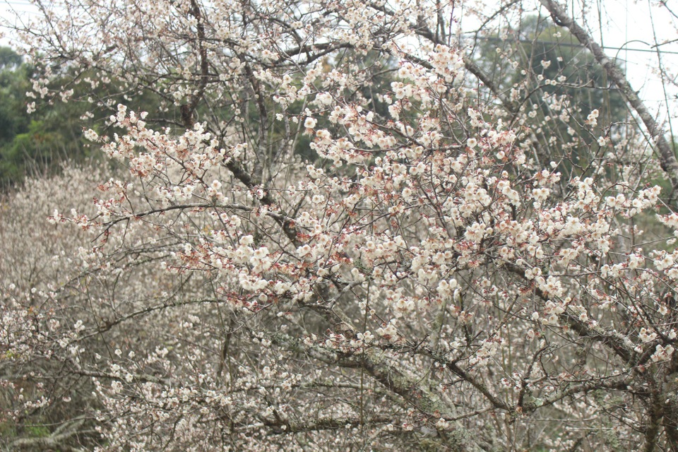 Lạc vào thiên đường mùa mơ trắng ở Mộc Châu - 9 Lạc vào thiên đường mùa mơ trắng ở Mộc Châu - 9