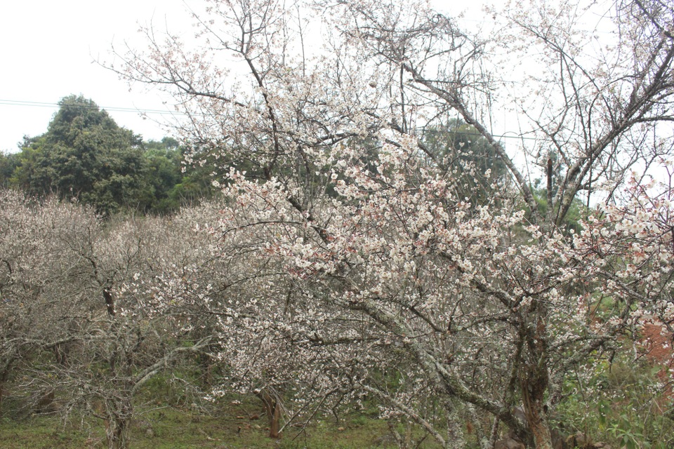 Lạc vào thiên đường mùa mơ trắng ở Mộc Châu - 2 Khác với hoa mận, hoa mơ thường nở sớm, các cánh hoa tròn đều, nhị phớt hồng