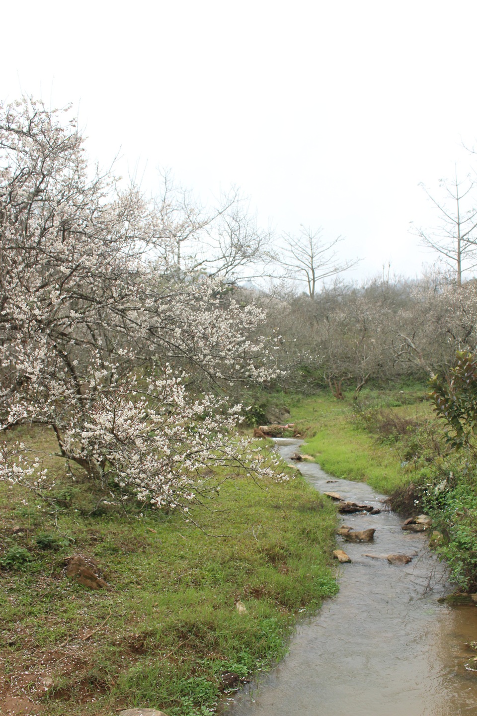 Lạc vào thiên đường mùa mơ trắng ở Mộc Châu - 6 Lạc vào thiên đường mùa mơ trắng ở Mộc Châu - 6